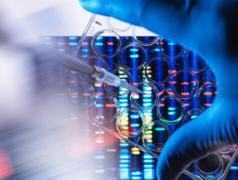 Close-up of scientist pipetting sample in multi well plate for DNA analysis with genetic results in background