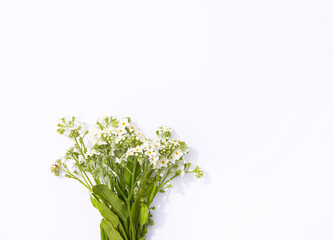 Wild forget-me-not white flowers on soft paper background. Copy space. Floral card.