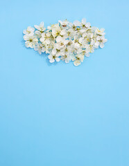 Cloud made of the white cherry tree flowers on soft blue paper background. Copy space. Floral card, poster, banner design.