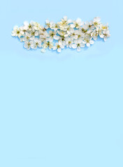 Cloud made of the white cherry tree flowers on soft blue paper background. Copy space. Floral card, poster, banner design.