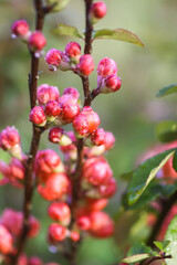 Beautiful flowers of the japanese quince plant in blossom.
