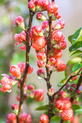 Beautiful flowers of the japanese quince plant in blossom.