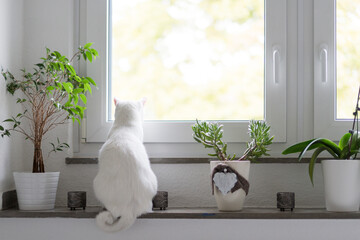 Back view of white cat sitting on window sill