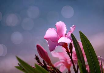 Pink oleander tree flower with blue background and blurred water spots