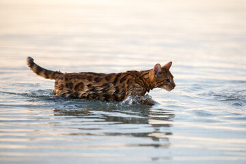 cat swims in water