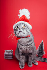 Grey tabby cat wears Santa's hat on red background by gift box and Christmas tree. Christmas and New year.