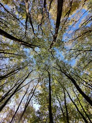 Forest. Looking up to the sky