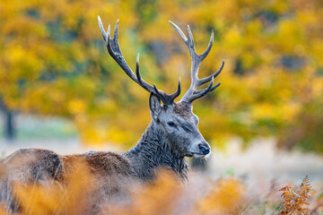 Stag Headshot with Autumn Trees 