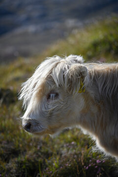 Portrait of white Galloway cow