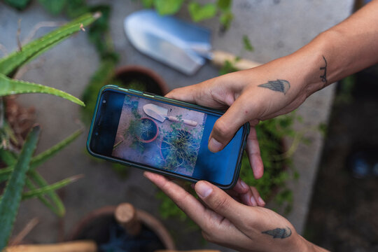 Close-up of hand taking photo of plant
