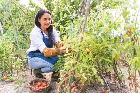 Happy woman harvesting fresh organic tomatoes from vegetable garden