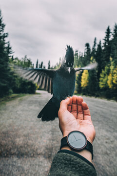 Canada, British Columbia, Steller's jay, Cyanocitta stelleri, sitting on hand