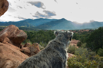 Dog Looking over Landscape (Garden of The Gods)