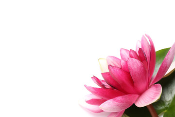 Beautiful blooming pink lotus flower with leaf on white background, closeup