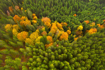  olorful autumn forest of coniferous and deciduous trees. Top view.