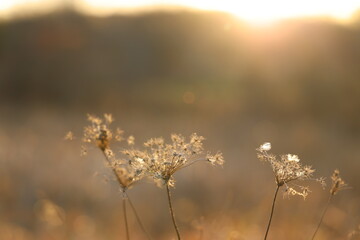 queens Anne lace 
misty morning mist
sunset in the forest
swamp 
wetland 
glowing sunset
plants 
native plants
natural beauty 
michigan wetland swamp 