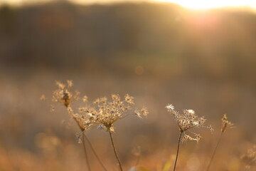 queens anne's lace , flower, nature, macro, sunset, flower, plant, glowing, golden, swamp, grass,...