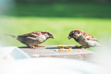 sparrows eating on a table