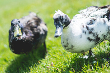 ducks in the grass