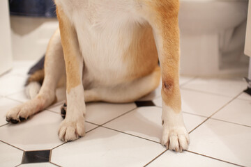 A St. Bernard Husky cross has a painful hot spot on their front paw, and has licked it until it's red, bleeding and raw. They have also pulled out the fur around the area to help it heal.