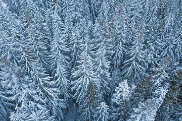 snow covered branches of trees