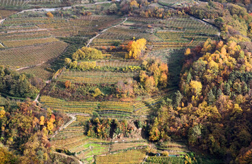 colori d'autunno nei vigneti terrazzati della Val di Cembra, Trentino