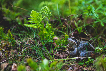 frog in the grass