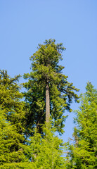 Tall coniferous tree in forest against blue sky.