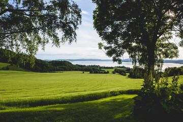 Fototapeta na wymiar landscape with trees and green field