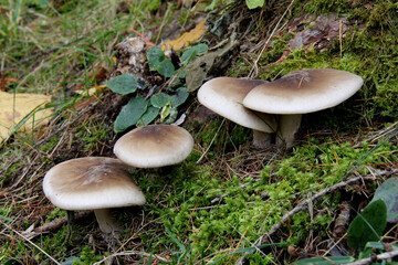 funghi bruni tra radici e muschio