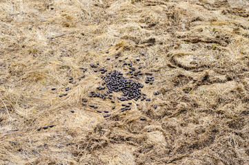 Deer droppings on dry brown grass.