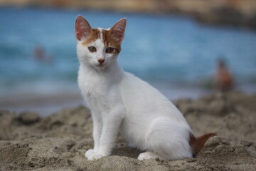Kot na plazy