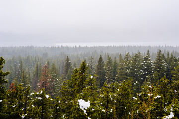 Thick forest with snow patches in dense fog.
