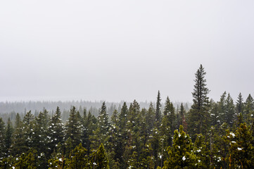 Thick forest with snow patches in dense fog.
