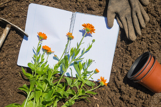 Flowers with pots by book and gloves on land in garden