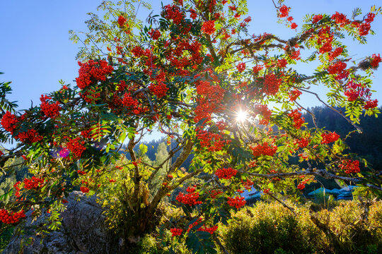 Rowan tree (Sorbus aucuparia) illuminated by sunlight
