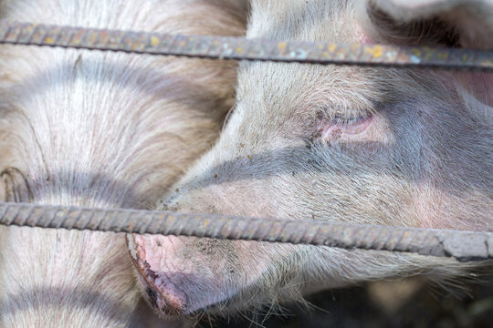 Eberstall Bilder Durchsuchen 945 Archivfotos, und