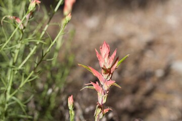 Red green spike inflorescences of Narrow Leaf Paintbrush, Castilleja Linariifolia, Orobanchaceae, native facultative root hemiparasitic perennial, San Bernardino Mountains, Transverse Ranges, Summer.