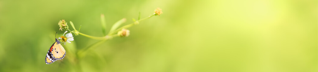 Nature view of beautiful orange butterfly on green nature blurred background in garden with copy space using as background insect, natural landscape, ecology, fresh cover page concept.