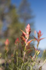 Red green spike inflorescences of Narrow Leaf Paintbrush, Castilleja Linariifolia, Orobanchaceae, native facultative root hemiparasitic perennial, San Bernardino Mountains, Transverse Ranges, Summer.