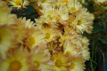 close up of yellow flowers