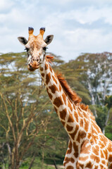 giraffe in the wild