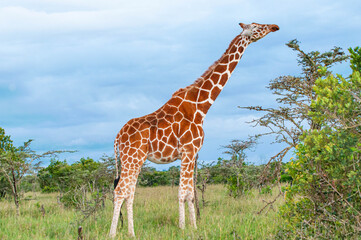 giraffe in the savannah