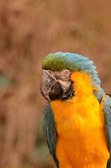 ルリコンゴウインコ