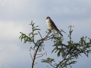 Small hawk perched on a high branch of a tree, on the lookout. Cloudy and gray sky.