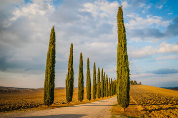 Typical Tuscan cypress alley and an old farm house, Italy