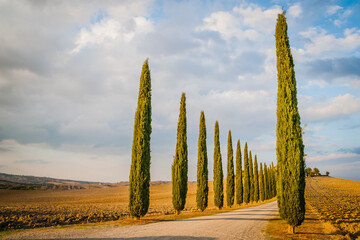 Typical Tuscan cypress alley and an old farm house, Italy