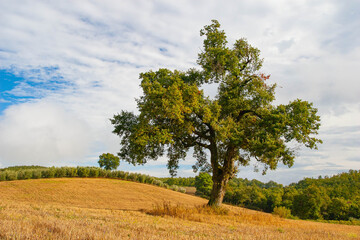 Fototapeta na wymiar Solitaire tree in the Tuscan landscape, Tuscany, Italy