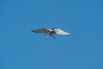 Fototapeta na wymiar The Arctic tern (Sterna paradisaea)