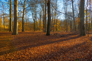 Obraz premium Trees in autumn colors in a forest in bright sunny sunlight at fall, Baarn, Lage Vuursche, Utrecht, The Netherlands, November 18, 2020
